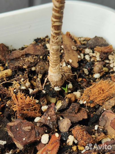 Кордилина и кротон