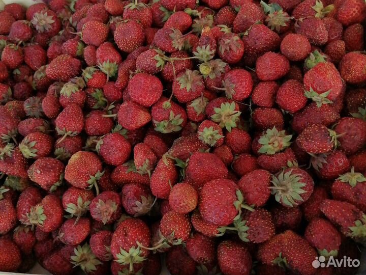 Клубника свежая Киргизия