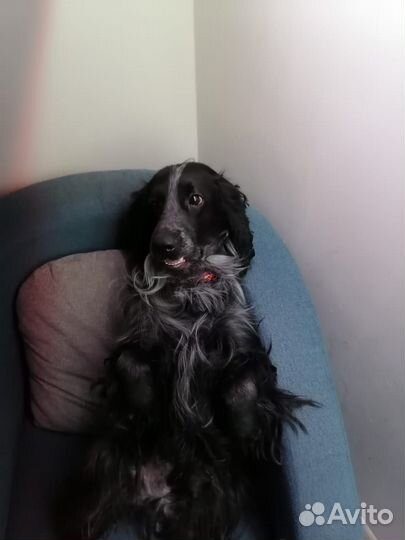 Вязка русский спаниель