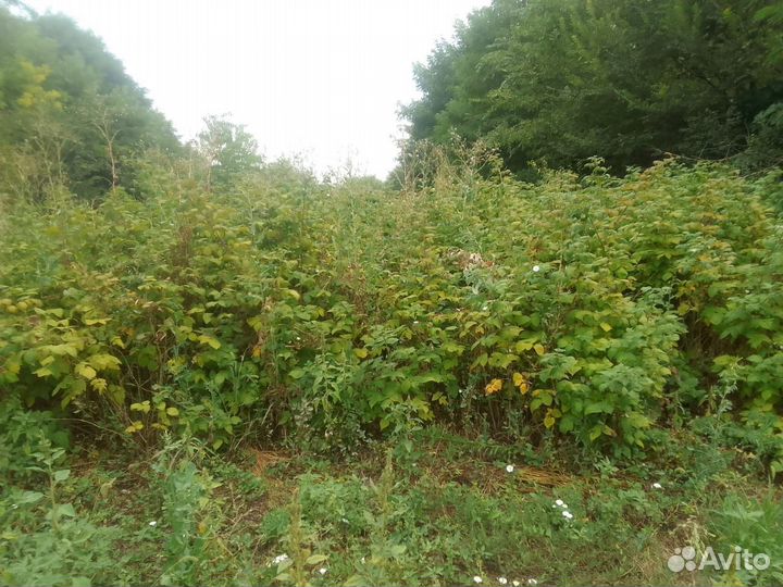 Саженцы малины