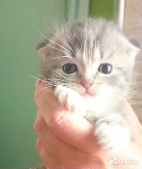 Вислоухие котята