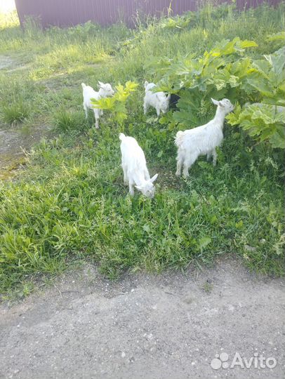 Козлята