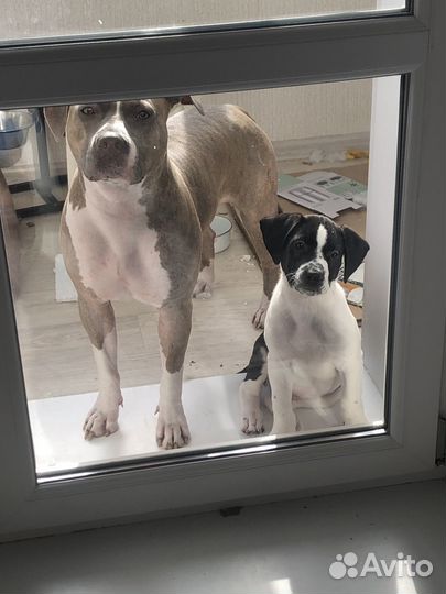 Стаффордширские щенки