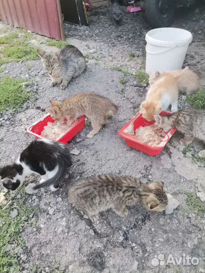 Возьмите котика