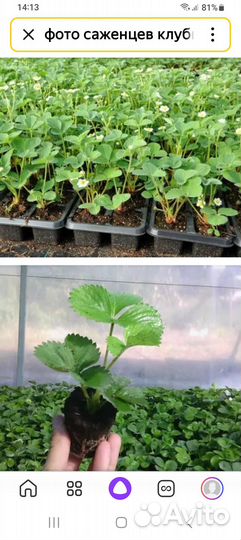 Продам саженцы клубники