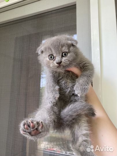 Шотландская