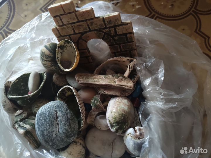 Ракушки для аквариума