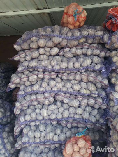 Картофель продовольственный