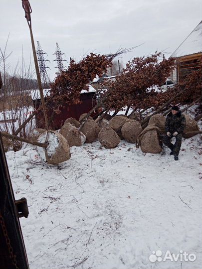 Дуб черешчатый