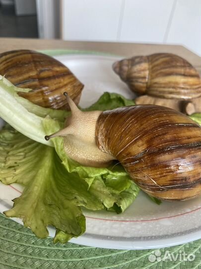 Улитки Архахатины