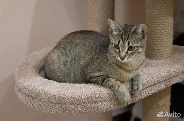 Ласковая шпротинка Рябинка в добрые руки