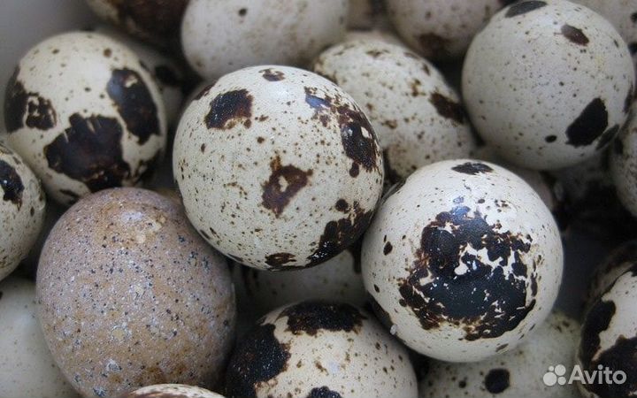 Яйца и Мясо перепелов