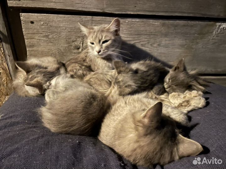 Котята в добрые руки