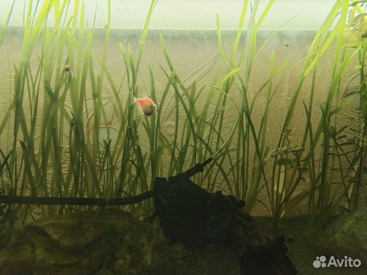 Аквариумное растение