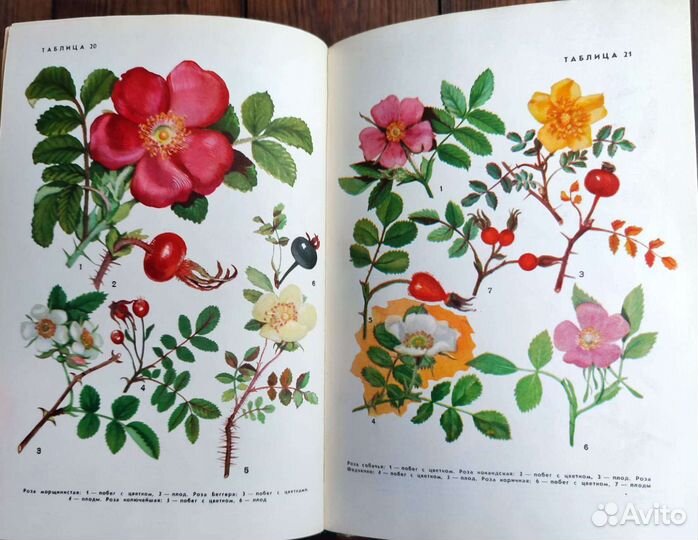 Ботанические книги деревья и кустарники