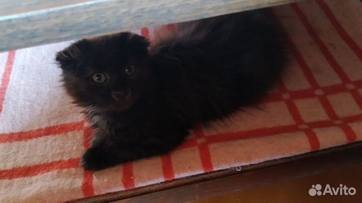 Отдам в добрые руки