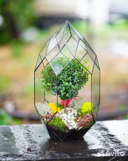 Мирсина африканская, доставка цветов