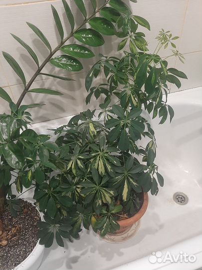 Замиокулькас