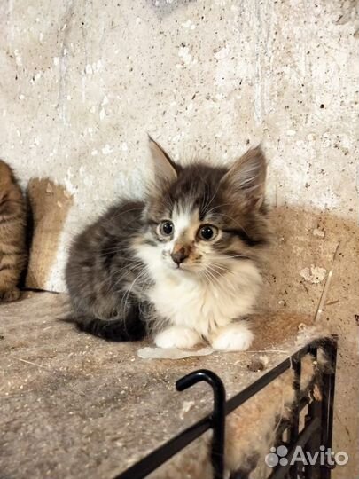 Котенок мальчик 2,5 месяца