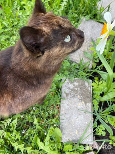 Кот метис британский