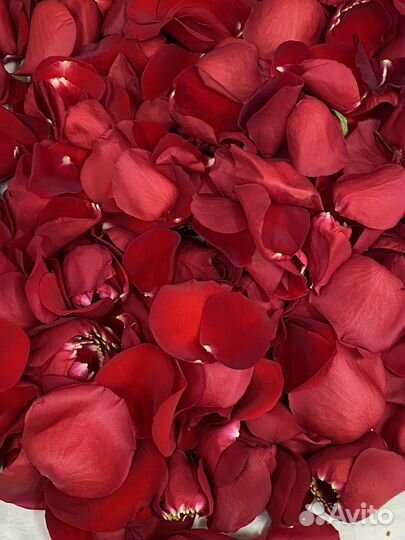 Лепестки роз свежие