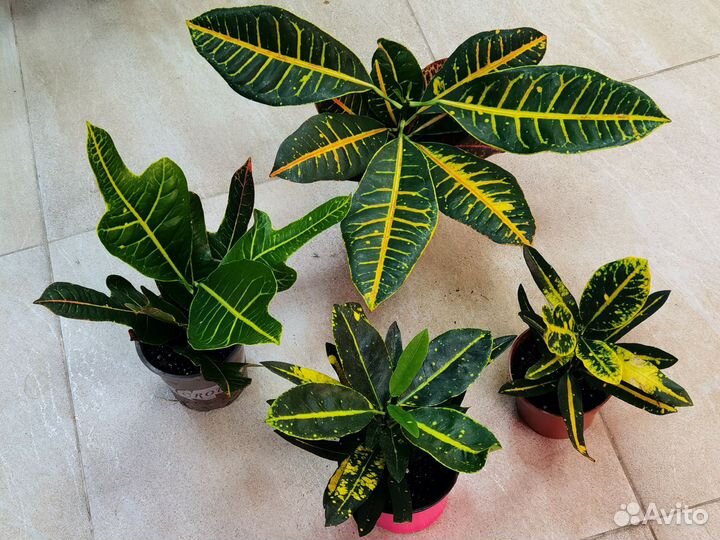 Кодиеум Кротон в ассортименте