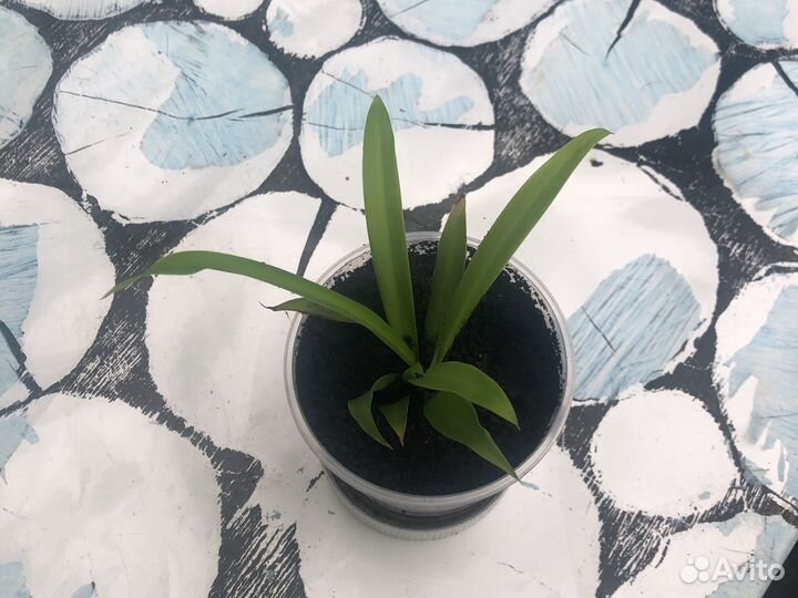 Продам хлорофитум