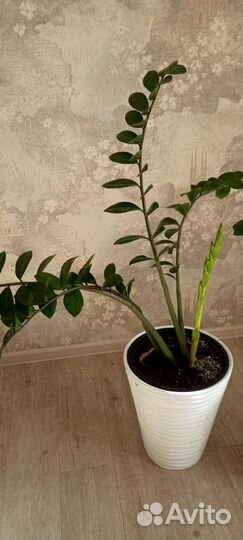 Комнатные домашние растения