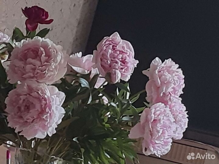 Корни пионов