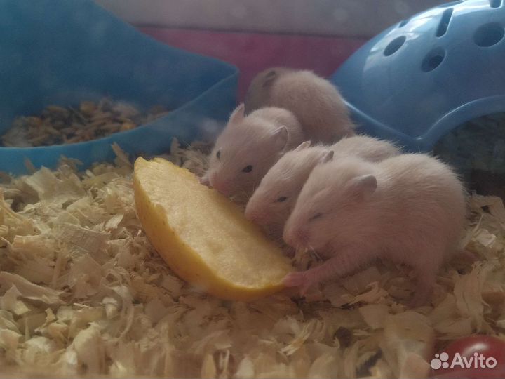 Сирийский хомяк