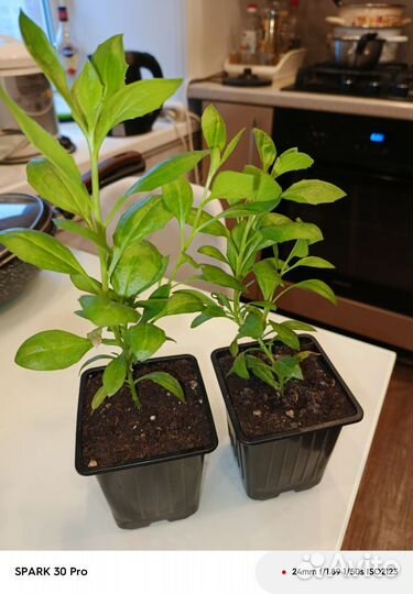 Остеоспермум вегетативный