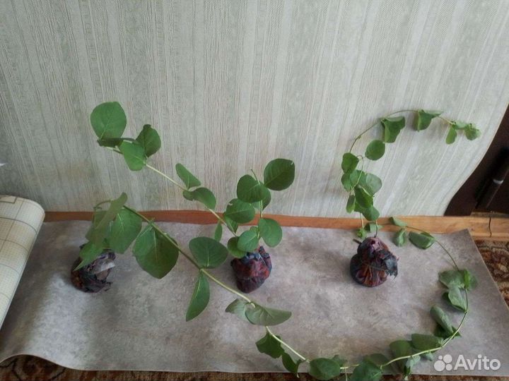 Жимолость каприфоль
