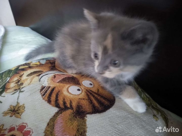 Котенок девочка