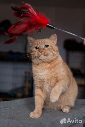 Рыжий кот добряк