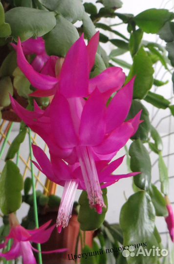 Декабрист белый и малиновый