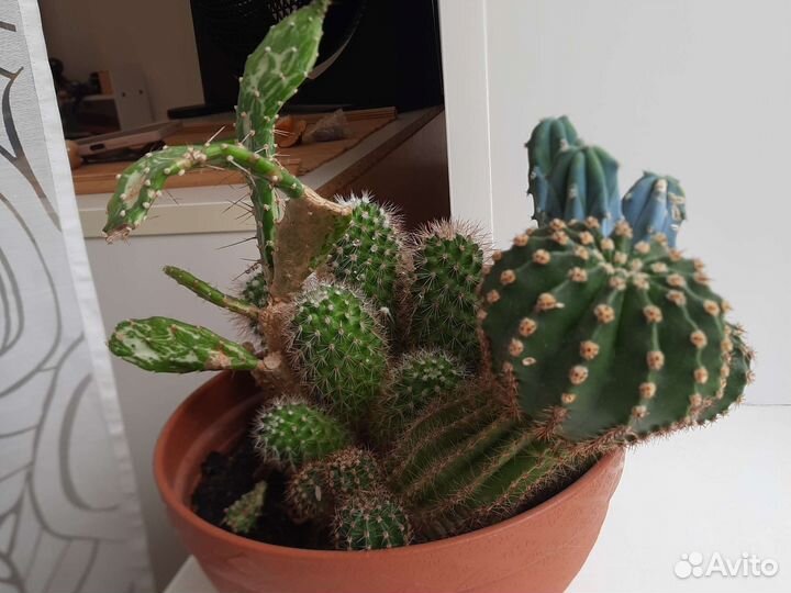 Кактусы композиция