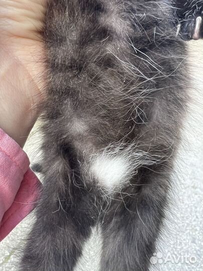 Котенок ищет семью