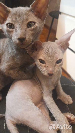 Канадский сфинкс