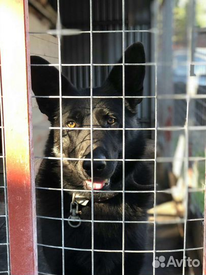 Вязка немец