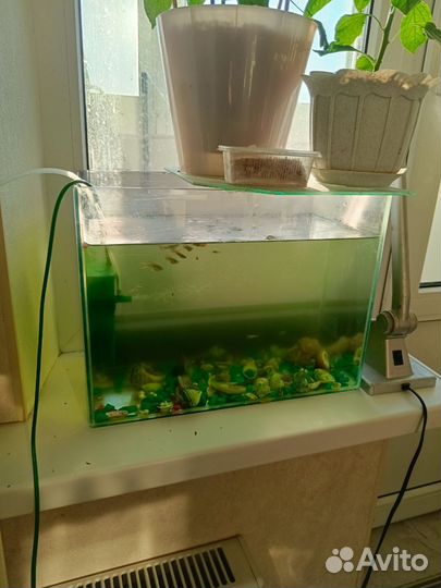 Аквариум, рыбки, фильтр