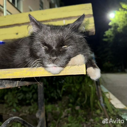 Взрослый котик(мальчик вроде)