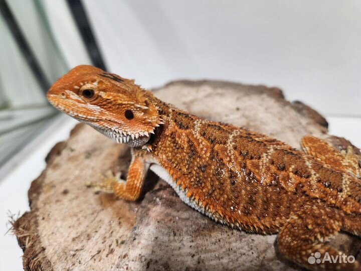 Агама красная