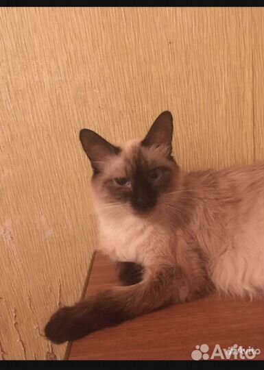 Отдам кошек