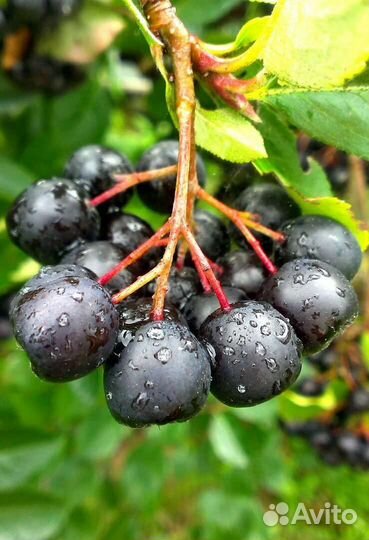 Черноплодная рябина (арония)