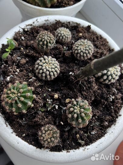 Кактус цветущий