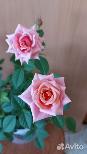 Домашняя роза