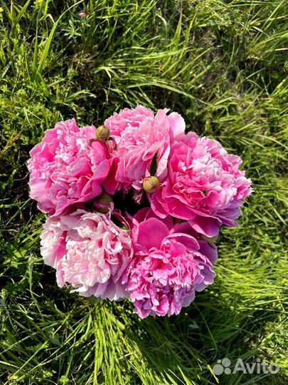 Пионы букет