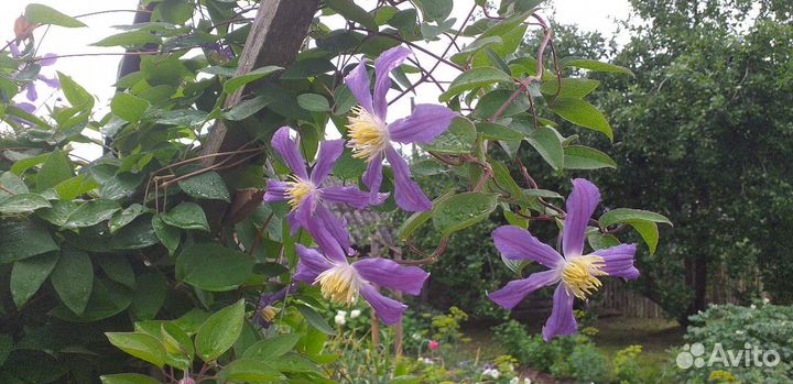 Клематис