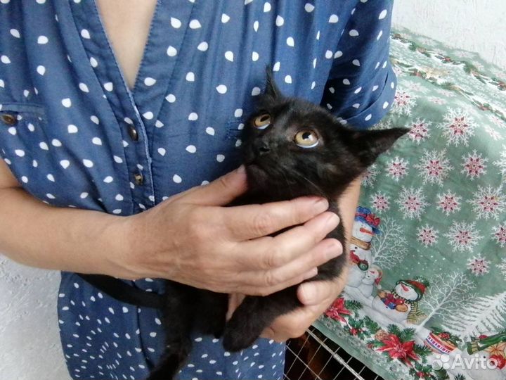 Котенок девочка