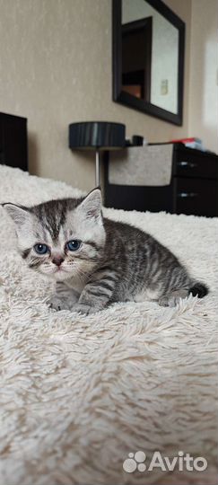 Британские котята